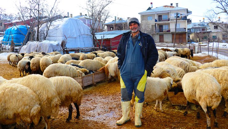 Kışın Hayvanlarına Ahırlarda Bakıp Kar Üzerinde Besliyor!