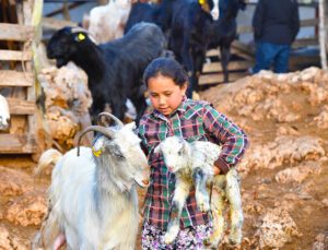 Hayvanlar Için Bin 200 Dekar Gübre