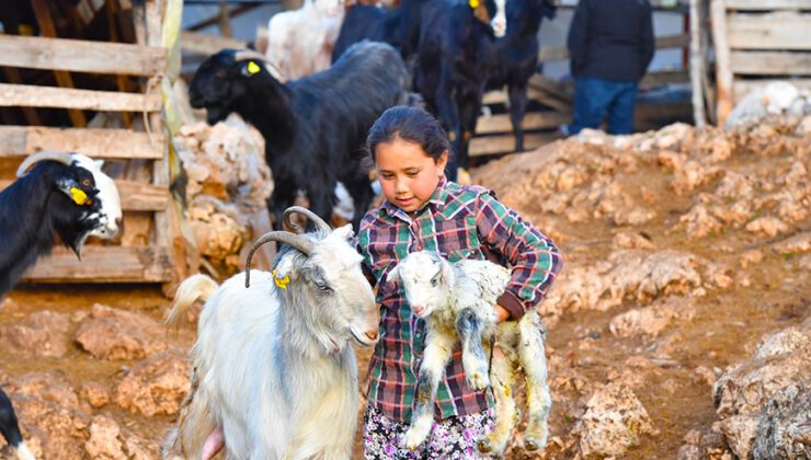 Hayvanlar Için Bin 200 Dekar Gübre