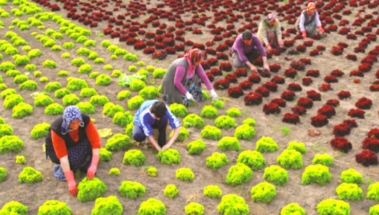 Doğu Karadeniz Bölgesi Ihracatı 1,5 Milyar Dolar Çıtasını Aştı