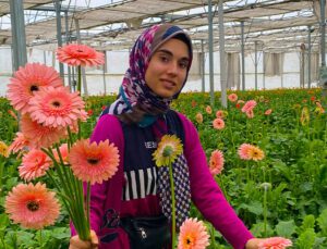 Gerbera Çiçeğini Yurt Dışına Iki Katı Fiyata Satıyor