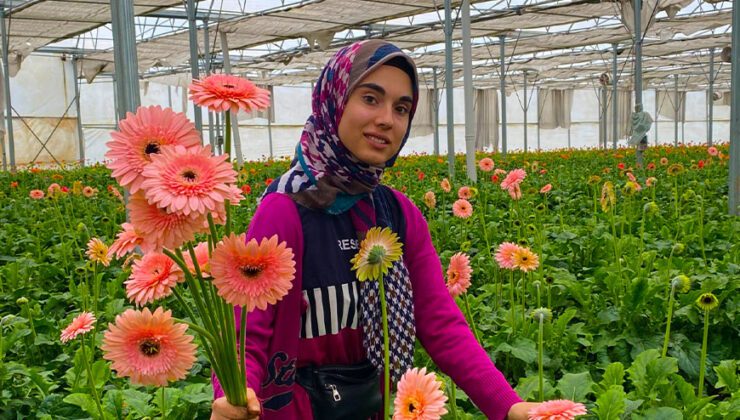 Gerbera çiçeğini yurt dışına iki katı fiyata satıyor