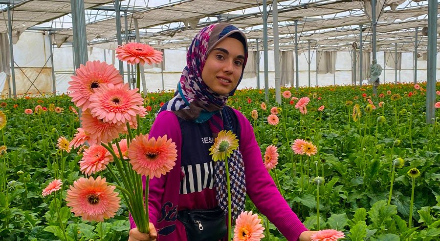 Gerbera çiçeğini yurt dışına iki katı fiyata satıyor