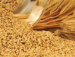 Buğday, Arpa Ve Mısır Zammı İptal Edi̇ldi̇!