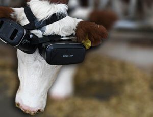 Sanal Gerçeklik Gözlüğüyle Ineklerin Süt Verimliliği Arttı