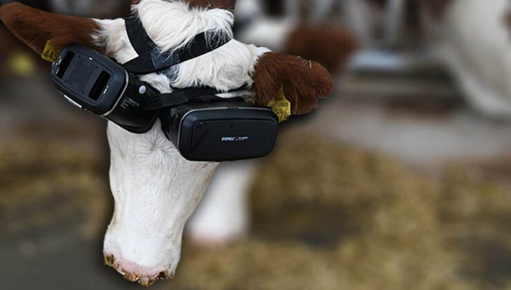 Sanal Gerçeklik Gözlüğüyle Ineklerin Süt Verimliliği Arttı