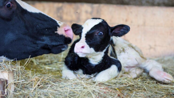 Suni Tohumlama Konusunda Işbirliği Protokolü Imzalandı