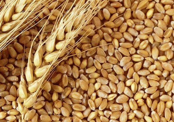 tmo, buğday ithalatında 8. ihaleye çıkıyor