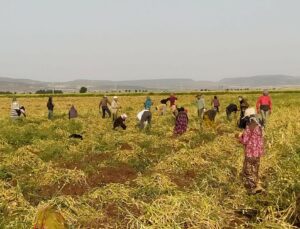 Tarım Işçilerinin Ortalama Günlük Ücretleri Yüzde 20,6 Arttı