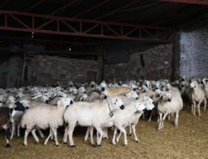 Akkaraman Koyunları Yüzde 22 Geli̇r Artışı Sağladı!