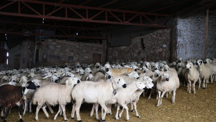 Akkaraman Koyunları Yüzde 22 Geli̇r Artışı Sağladı!