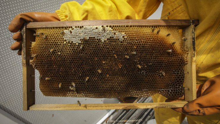 Arıları Korumak Için “Süper Gıda” Geliştirildi