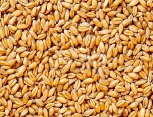 Buğday Fiyatlarında Son 10 Yılın En Büyük Yükselişi
