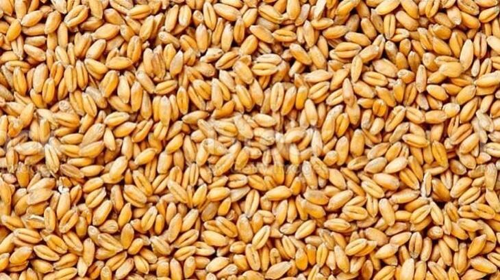 Buğday Fiyatlarında Son 10 Yılın En Büyük Yükselişi