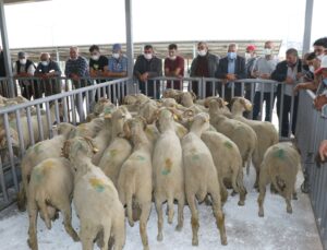 Üreticilere Damızlık Koç Ve Teke Desteği