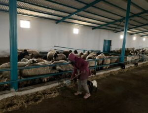 Genç Girişimci Devlet Desteğiyle Koyun Çiftliği Kurdu
