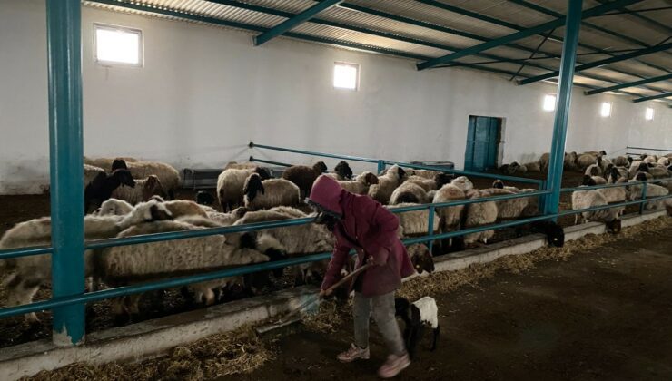 Genç Girişimci Devlet Desteğiyle Koyun Çiftliği Kurdu
