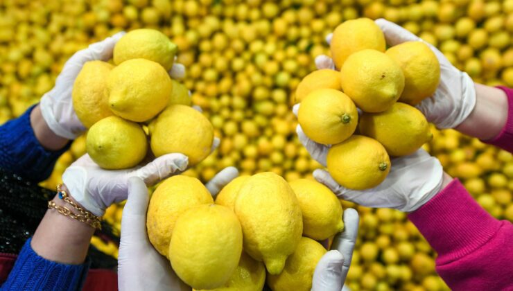 Büyükşehir Belediyesi’nden 10 Ton Limon Dağıtımı!