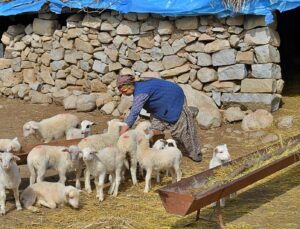 258 Çobanla Yüksek Fiyattan Süt Alım Anlaşması