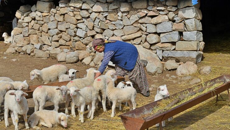 258 Çobanla Yüksek Fiyattan Süt Alım Anlaşması