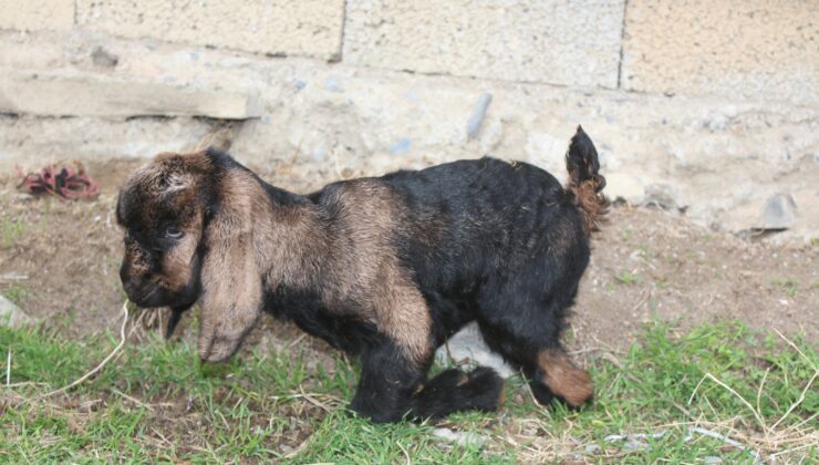 Oğlak Arka Bacakları Kısa Doğdu