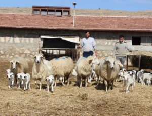 Üç Koyun Beşiz Yavruladı