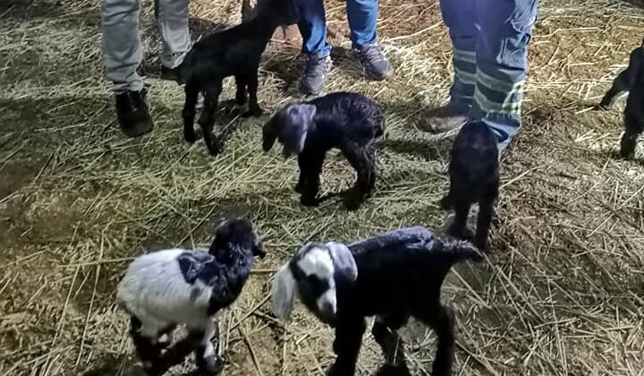 Kütahya’Da Toplu Oğlak Ölümleri