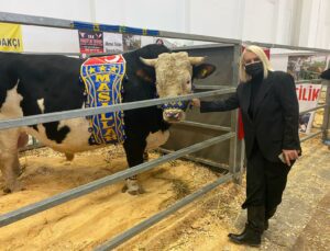 Holstein Simental Melezi “Asil” 1445 Kg Ağırlığı Ile Birinci Oldu!