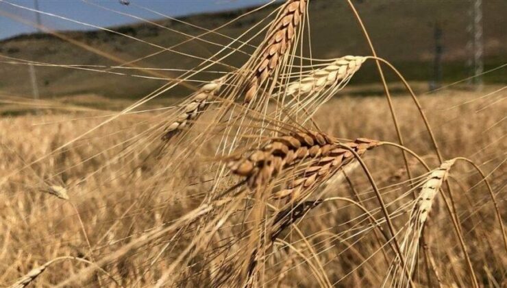 Buğday Fiyatları Son 14 Yılın Zirvesinde!