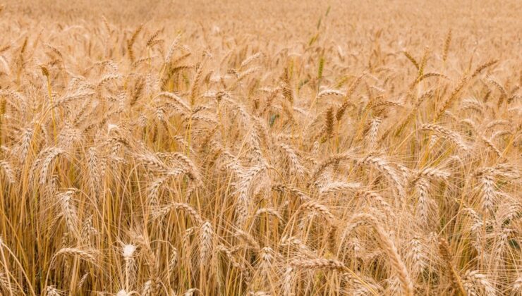 Buğday Ve Mısır Fiyatları Arttı
