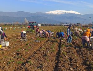 Patateste Kış Sökümleri Devam Ediyor