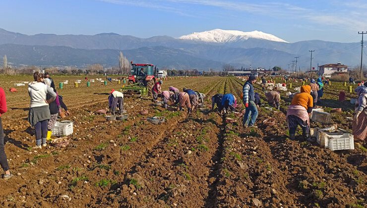 Patateste Kış Sökümleri Devam Ediyor