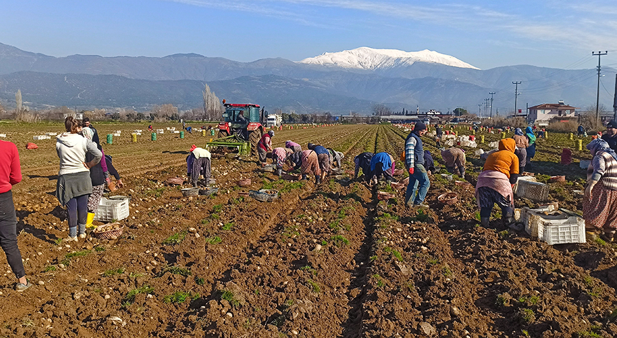 Patateste kış sökümleri devam ediyor