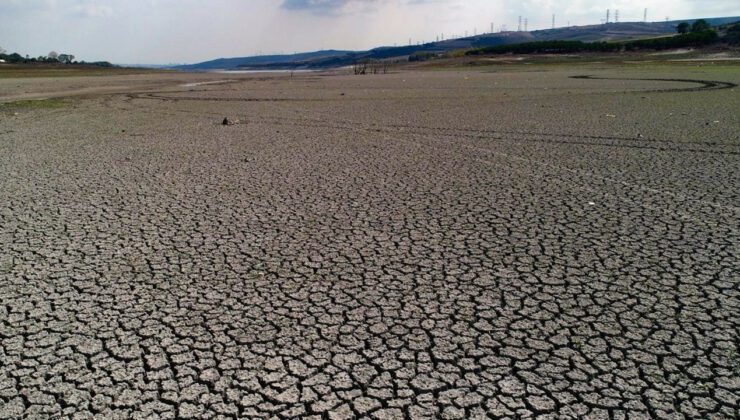 Kuraklık Nedeniyle 700 Bin Besi Hayvanı Telef Oldu