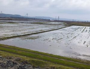 Ergene Nehri Taştı, Tarım Arazileri Su Altında Kaldı