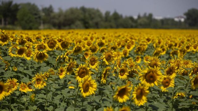 Rusya’Dan Ayçiçek Yağı Ihracatına Kota Hazırlığı