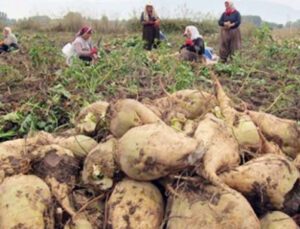 Türkşeker Pancar Avans Fiyatını Artırdı