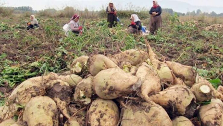 Türkşeker Pancar Avans Fiyatını Artırdı