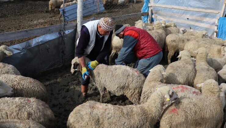 Çiçek Hastalığı Hayvan Hareketliliğini Kısıtladı