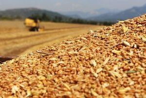 Tmo Buğday Ithalatı Için Iki Ayrı Ihale Açtı