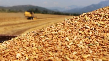 Tmo Buğday Ithalatı Için Iki Ayrı Ihale Açtı