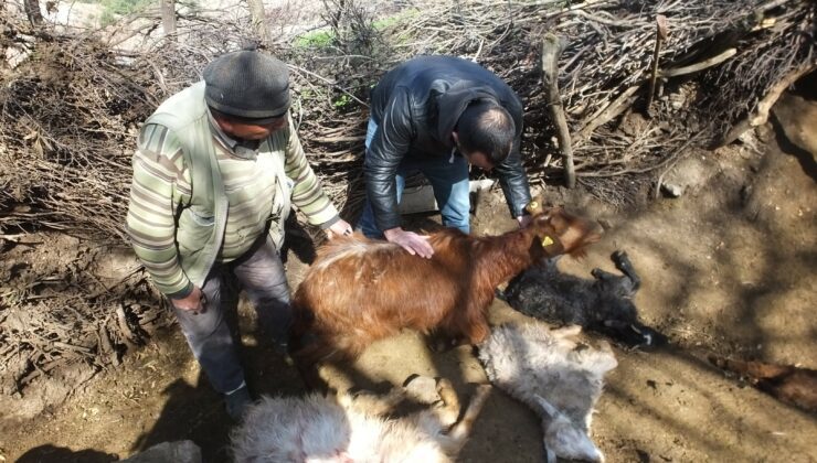 Sahipsiz Köpekler Keçileri Parçaladı