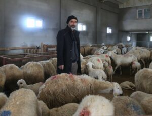 220 Koyunu Telef Olan Üretici Yem Firmasından Şikayetçi Oldu