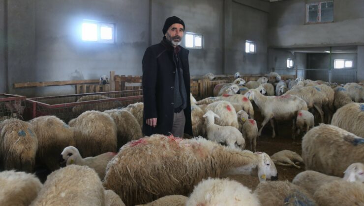 220 Koyunu Telef Olan Üretici Yem Firmasından Şikayetçi Oldu