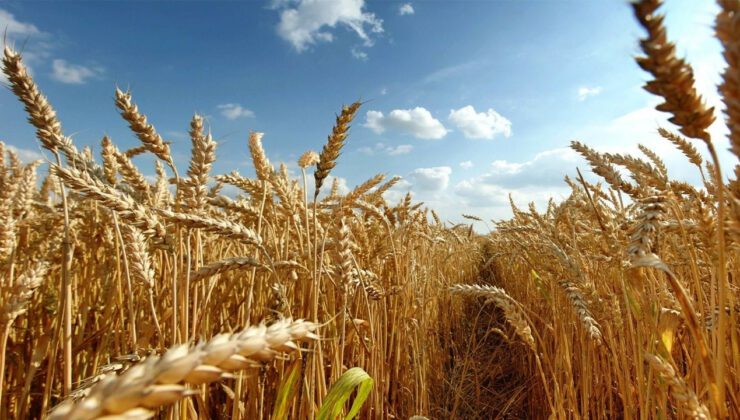 210 Bin Ton Buğday Ithalatı Ihalesinde Teklifler Alındı