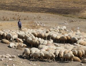 Katar’A 2,5 Milyon Küçükbaş Canlı Hayvan Ihracatı Iddialarına Yalanlama