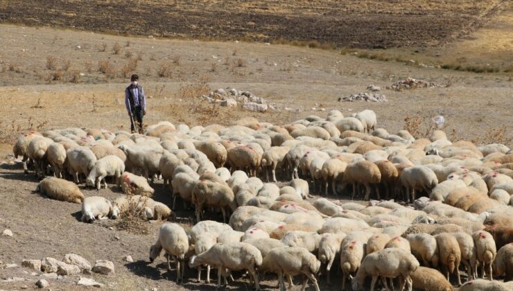 Katar’A 2,5 Milyon Küçükbaş Canlı Hayvan Ihracatı Iddialarına Yalanlama