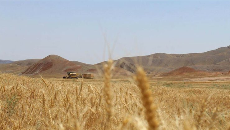 Tmo’Nun Buğday Ithalatı Ihalesinde Fiyatlarda 167 Dolara Varan Artış!