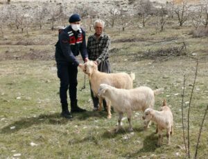 Keçi Ve Koyunlar Kayboldu