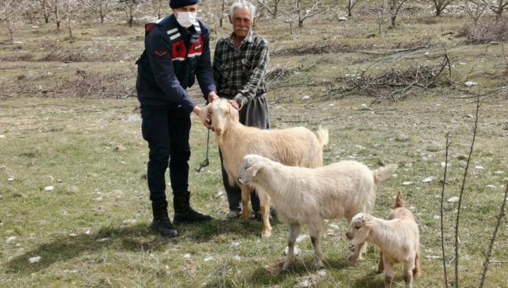 Keçi Ve Koyunlar Kayboldu